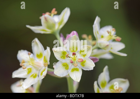 Zierliche Jochlilie - (Jochblume) / Berg Deathcamas - (Alkali Grass) / Zigadenus Elegans Stockfoto