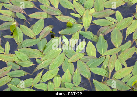 Gras-Laichkraut / Variableleaf Laichkräuter - (Laichkräuter) / Potamogeton Gramineus Stockfoto