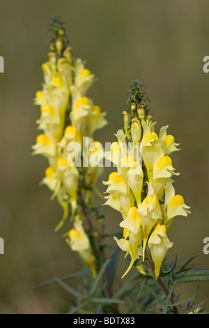 Echtes Leinkraut / Butter und Eiern - (gemeinsame Leinkraut) / Linaria Vulgaris Stockfoto
