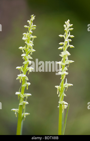 Noerdliche Waldhyazinthe / Northern Green Orchid / Platanthera Hyperborea Stockfoto