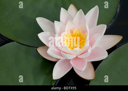 Weisse Seerose - (Wasserrose) / Europäische Weiße Seerose - (Seerose) / Nymphaea Alba Stockfoto