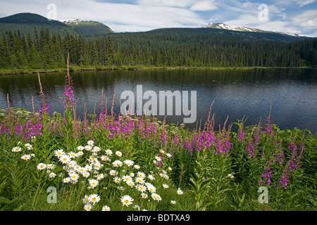Schmalblaettriges Weidenroeschen & Margeriten / Weidenröschen & Oxeye Daisy / Chamerion Angustifolium & Leucanthemum Vulgare Stockfoto