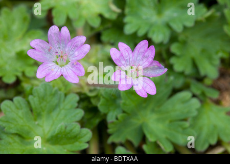 Weicher Storchschnabel / Taube s-Fuß-Krane-Rechnung - (Dovefoot) / Geranium Molle Stockfoto