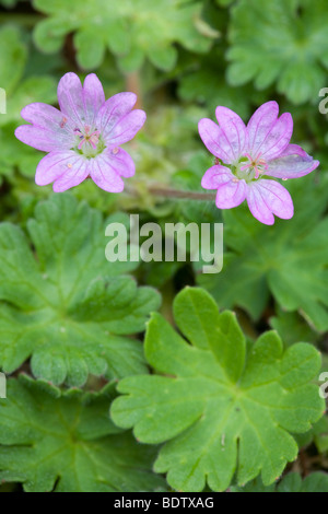 Weicher Storchschnabel / Taube s-Fuß-Krane-Rechnung - (Dovefoot) / Geranium Molle Stockfoto