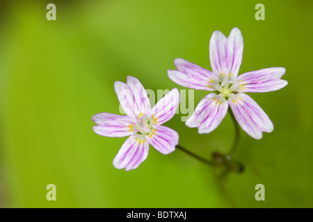 Sibirisches Tellerkraut / Candyflower - (sibirische Springbeauty) / Claytonia Sibirica Stockfoto