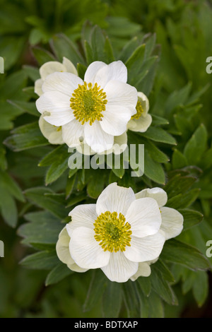 Narzissenbluetiges Windroeschen - (Berghaehnlein) / Narcissus-geblümten Anemone / Anemone Narcissiflora Stockfoto