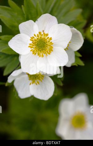 Narzissenbluetiges Windroeschen - (Berghaehnlein) / Narcissus-geblümten Anemone / Anemone Narcissiflora Stockfoto