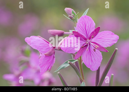 Arktisches Weidenroeschen / Zwerg Weidenröschen / Chamerion Latifolium - (Epilobium Latifolium) Stockfoto