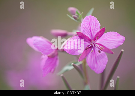 Arktisches Weidenroeschen / Zwerg Weidenröschen / Chamerion Latifolium - (Epilobium Latifolium) Stockfoto