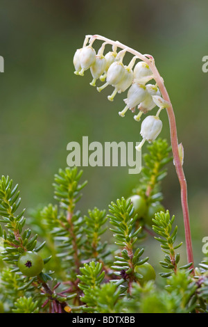 Nickendes Wintergruen - (Nickendes Birngruen) / einseitiger Wintergreen - (Seite Glocken) / Orthilia Secunda - (Pyrola Secunda) Stockfoto