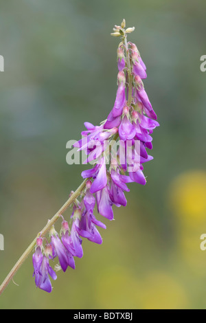 Vogelwicke / Vogel-Wicke / Vicia Cracca Stockfoto