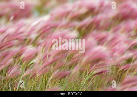 Maehnen-Landwirtschaftsartikeln / Fuchsschwanz Gerste / Hordeum Jubatum Stockfoto