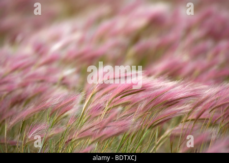 Maehnen-Landwirtschaftsartikeln / Fuchsschwanz Gerste / Hordeum Jubatum Stockfoto