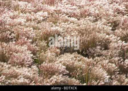 Maehnen-Landwirtschaftsartikeln / Fuchsschwanz Gerste / Hordeum Jubatum Stockfoto