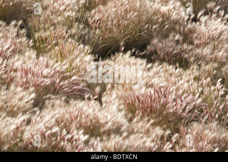 Maehnen-Landwirtschaftsartikeln / Fuchsschwanz Gerste / Hordeum Jubatum Stockfoto