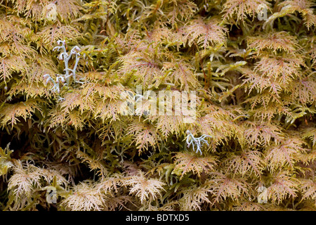 Etagenmoos - (Stockwerkmoos) / glänzenden Holz-Moos - (Feder Moss) / Hylocomium Splendens Stockfoto