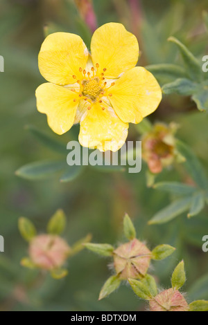 Fingerstrauch / strauchige Fingerkraut / Dasiphora Fruticosa - (Potentilla Fruticosa) Stockfoto