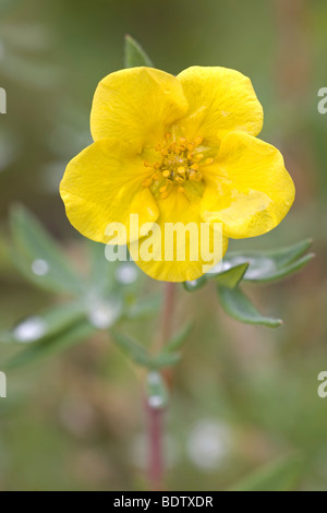 Fingerstrauch / strauchige Fingerkraut / Dasiphora Fruticosa - (Potentilla Fruticosa) Stockfoto