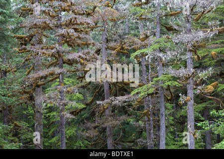 Mossbewachsene Westamerikanische Hemlocktannen / Western Hemlock - (bemoosten Zweigen) / Tsuga Heterophylla & Usnea Longissima Stockfoto