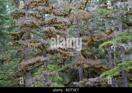 Mossbewachsene Westamerikanische Hemlocktannen / Western Hemlock - (bemoosten Zweigen) / Tsuga Heterophylla & Usnea Longissima Stockfoto