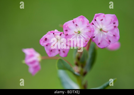 Poleiblaettrige Lorbeerrose - (Lorbeerrose) / Bog Laurel / Kalmia Polifolia Stockfoto