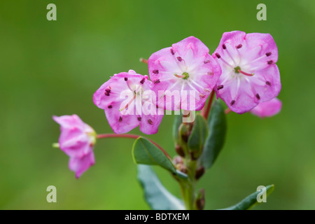 Poleiblaettrige Lorbeerrose - (Lorbeerrose) / Bog Laurel / Kalmia Polifolia Stockfoto