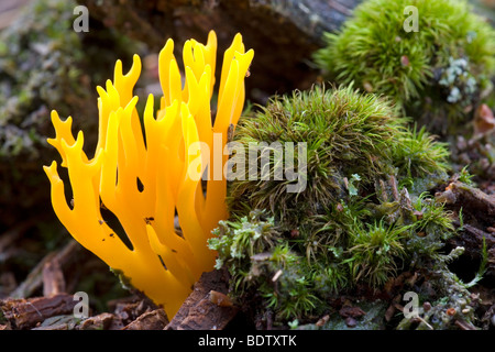 Klebriger Hoernling / gelb Hirsch s Horn-Pilz / Calocera Viscosa Stockfoto