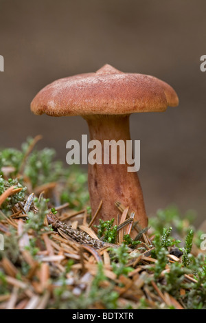 Rotbrauner Milchling - (Paprikapilz) / Rufous Milkcap / Lactarius Rufus Stockfoto