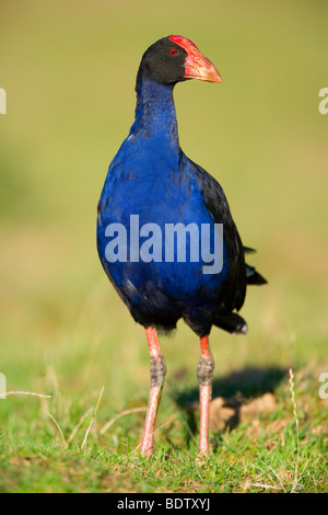 Swamphen, Porphyrio Porphyrio, steht auf einer Wiese, auf der Suche, Golden Bay, Nelson District, Südinsel, Neuseeland Stockfoto