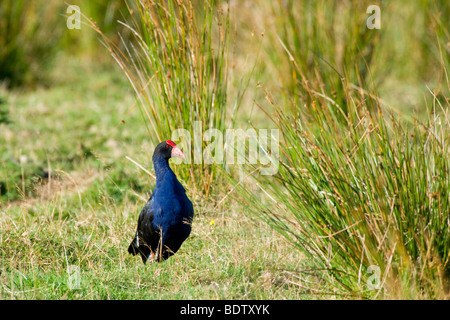 Swamphen, Porphyrio Porphyrio, steht auf einer Wiese, auf der Suche, Golden Bay, Nelson District, Südinsel, Neuseeland Stockfoto