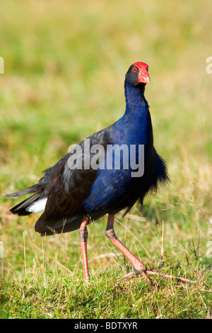 Swamphen, Porphyrio Porphyrio, steht auf einer Wiese, auf der Suche, Golden Bay, Nelson District, Südinsel, Neuseeland Stockfoto