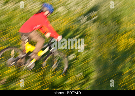 Downhill Radfahrer durchfährt Blumenwiese, Lappland, Schweden Stockfoto