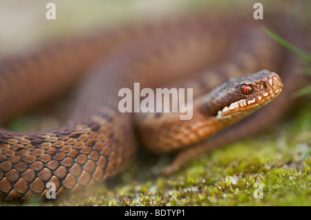 Kreuzotter, Addierer - gemeinsame Viper (Vipera Berus) Stockfoto