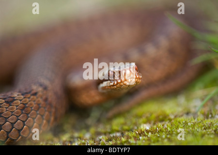 Kreuzotter, Addierer - gemeinsame Viper (Vipera Berus) Stockfoto