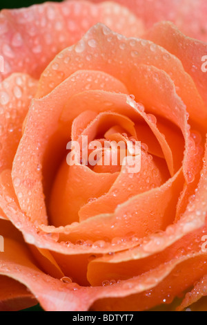 Detailaufnahme Einer Rotorangen Rose, Detail, rose, rote Lichter Stockfoto