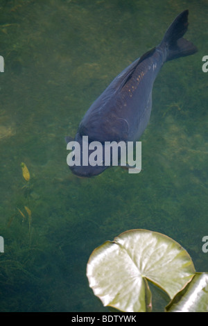 Spiegelkarpen, Karpfen (Cyprinus Carpio Morpha Noblis) Stockfoto