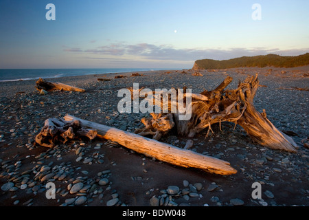 Treibholz, durch die Kraft des Wassers geformt wunderschön Treibholz angeschwemmt am Gillespies Beach. Stockfoto
