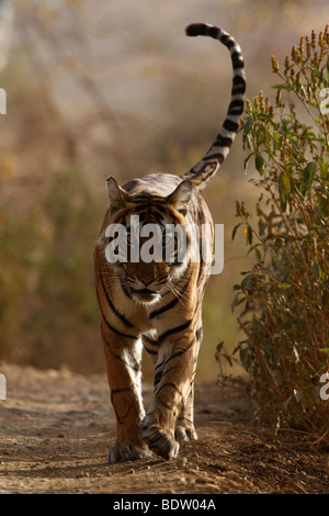 Indischer Tiger, Koenigstiger, Panthera Tigris Tigris, Indien, Asien, royal Bengal Tiger, Indien, Asien Stockfoto