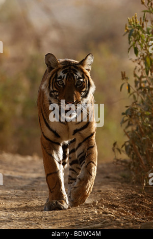 Indischer Tiger, Koenigstiger, Panthera Tigris Tigris, Indien, Asien, royal Bengal Tiger, Indien, Asien Stockfoto