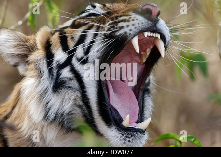 Indischer Tiger, Koenigstiger, Panthera Tigris Tigris, Indien, Asien, royal Bengal Tiger, Indien, Asien Stockfoto