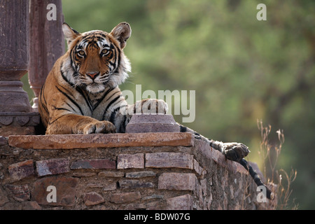 Indischer Tiger, Koenigstiger, Panthera Tigris Tigris, Indien, Asien, royal Bengal Tiger, Indien, Asien Stockfoto