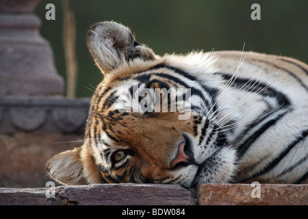 Indischer Tiger, Koenigstiger, Panthera Tigris Tigris, Indien, Asien, royal Bengal Tiger, Indien, Asien Stockfoto
