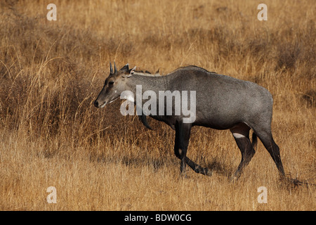 Nilgauantilope, Indien, Asien, jackale oder blau Bull, Boselaphus Tragocamelus, Indien, Asien Stockfoto