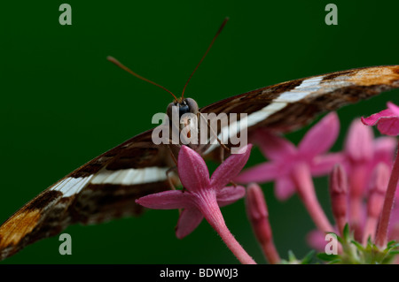 Segler, Blauer Scheckenfalter, Parthenos Sylvia blau, Pathenos Sylvia, Stockfoto