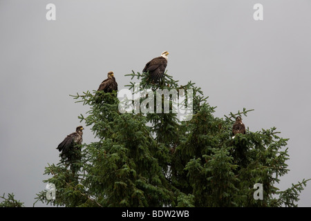 Weisskopfseeadler - Alt- + Jungvoegel / Weißkopf-Seeadler - Erwachsene + unreife (Haliaeetus Leucocephalus) Stockfoto