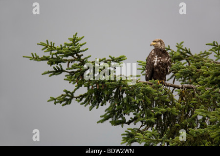 Weisskopfseeadler - Jungvogel / Weißkopf-Seeadler - unreif (Haliaeetus Leucocephalus) Stockfoto