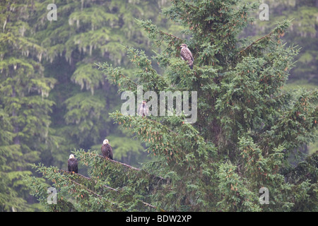 Weisskopfseeadler - Alt + Jungvogel / Weißkopf-Seeadler - Erwachsene + unreife (Haliaeetus Leucocephalus) Stockfoto