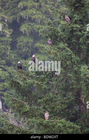 Weisskopfseeadler - Alt + Jungvogel / Weißkopf-Seeadler - Erwachsene + unreife (Haliaeetus Leucocephalus) Stockfoto