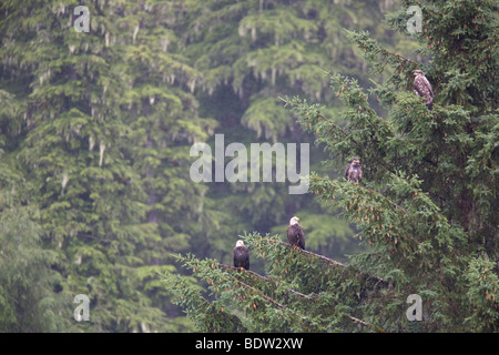 Weisskopfseeadler - Alt + Jungvogel / Weißkopf-Seeadler - Erwachsene + unreife (Haliaeetus Leucocephalus) Stockfoto