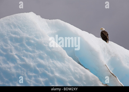 Weisskopfseeadler - Altvogel / Weißkopf-Seeadler - Erwachsenen (Haliaeetus Leucocephalus) Stockfoto